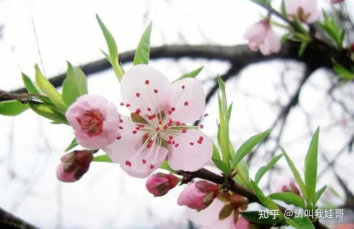 春风桃李又开花指什么生肖｜探索价值与应用前景