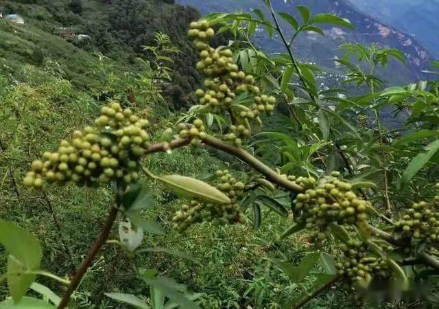 花椒产地行情喜人，新季价格节节攀升