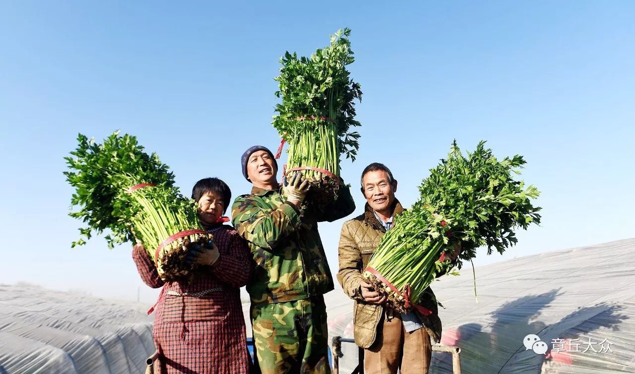 “中牟芹菜喜讯：最新优价尽享丰收季”