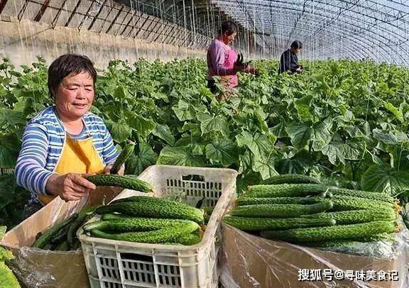 “焕新登场！天津科润黄瓜，引领绿色农业新潮流”